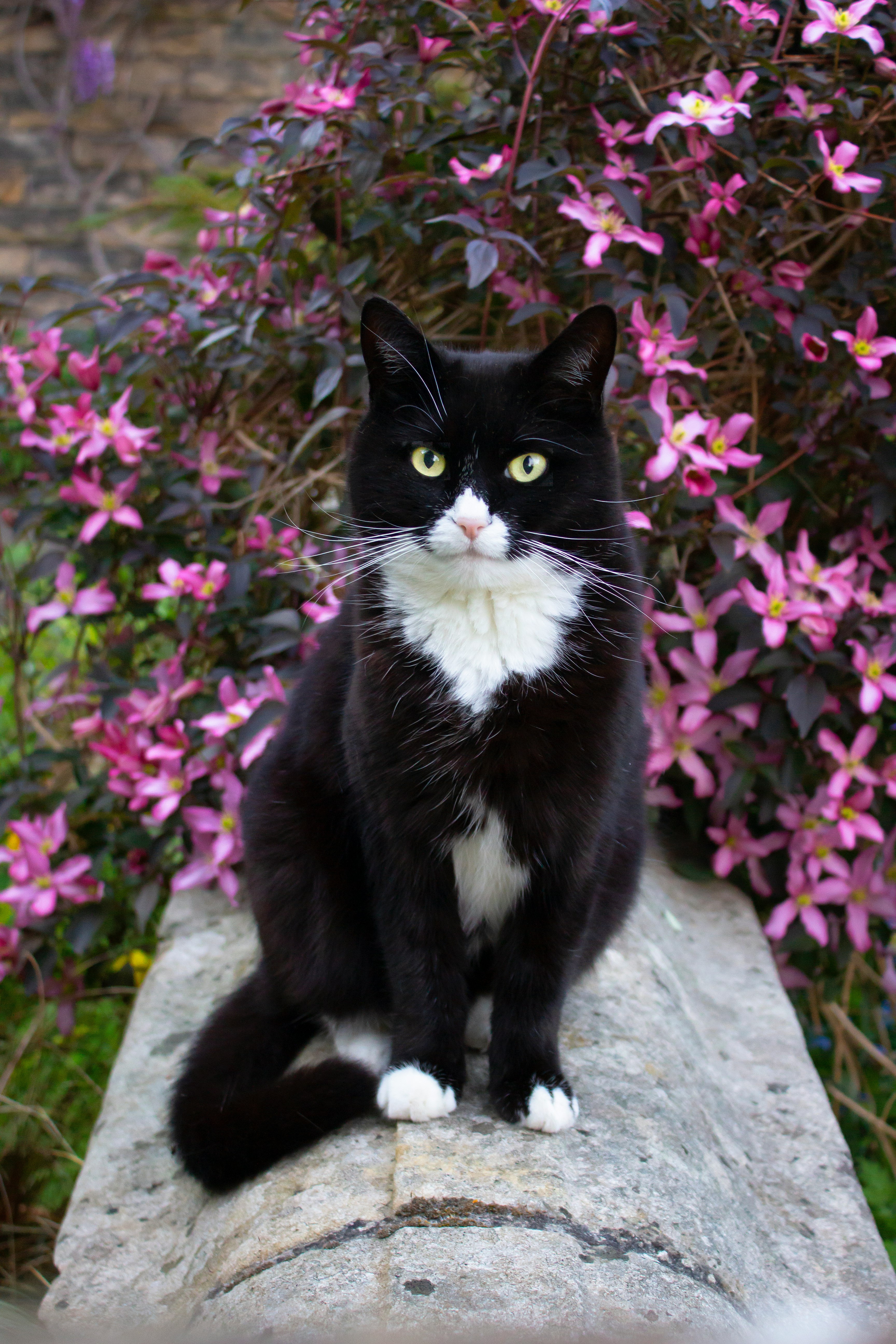 tuxedo cat sitting on concrete bench